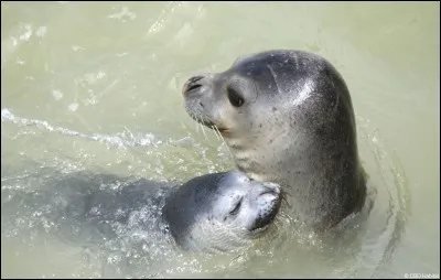 Je vous "prie" de trouver ce mot !