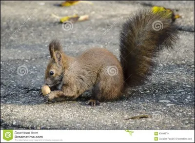 Trouvez le titre de ce film, et vous ne passerez pas pour un gland !