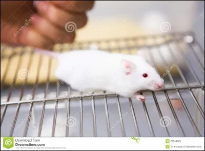 Magnifique téléfilm de 2004, tiré d'un non moins magnifique roman de Daniel Keyse !