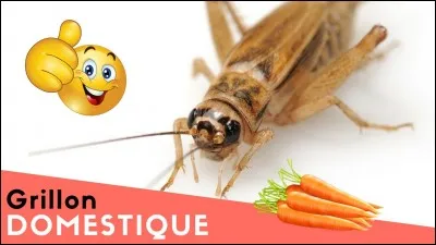 Trouvez le nom de ce film d'animation, et vous ne passerez pas pour une marionnette !