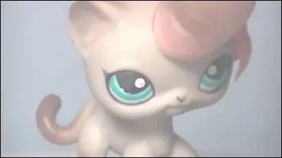 Quel est ce Pet Shop ?