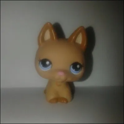 Quel est ce Pet Shop ?