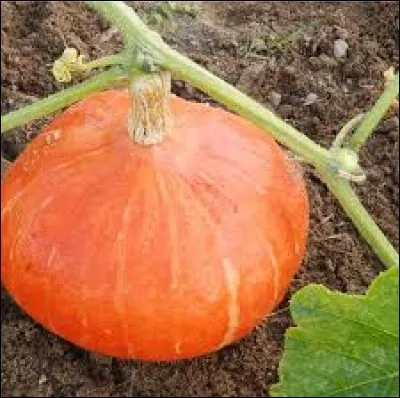 Quel est le fruit présenté sur la photo ?