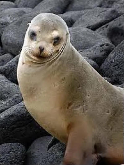 Quel est cet animal ?