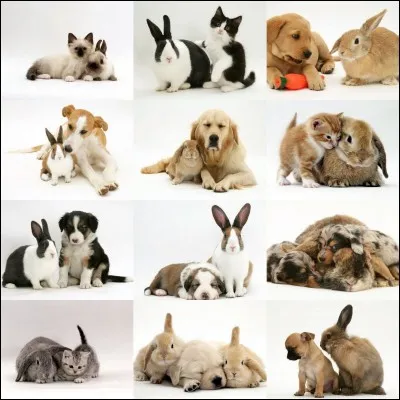 Quel animal préfères-tu entre tous ceux-là ?