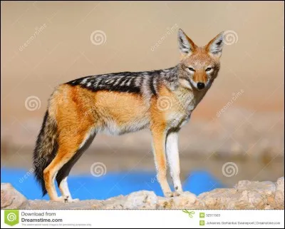 Quel est ce mammifère ?