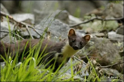Quel est ce mammifère ?