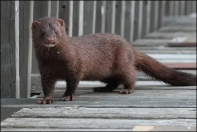 Quel est ce mammifère ?