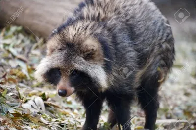 Quel est ce mammifère ?