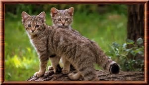 Quiz Animaux