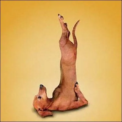 Combien de vertèbres lombaires ont les chats/chiens ?