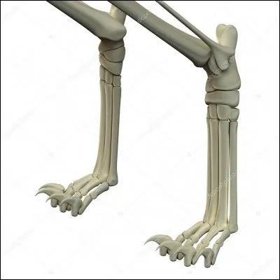 Les chats marchent sur leurs orteils.