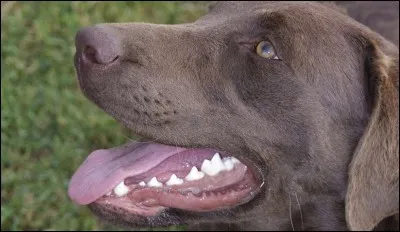 Quelle est la différence principale entre la mâchoire d'un chien et celle d'un chat ?
