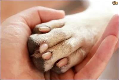 Combien de doigts possède le chien/chat aux pattes avant ?
