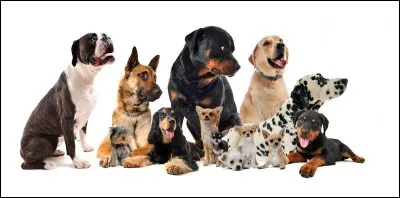 À quel âge l'animal peut être vu par un ostéopathe ?