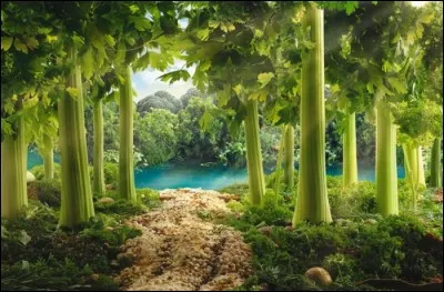 Le jardin de Belle Vue, propose une récolte dans sa forêt de céleris. Profitez-en ! C'est une idée. Une fois sautés avec des oignons verts, du buf finement tranché, du gingembre, de l'ail, le tout assaisonné de sauce soja, de quoi se régaler avec une recette exotique.