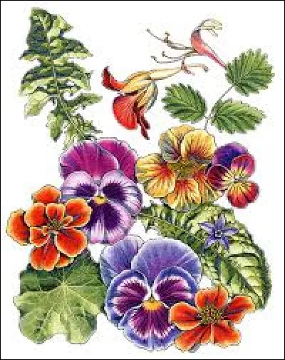 Servante, employée de maison :