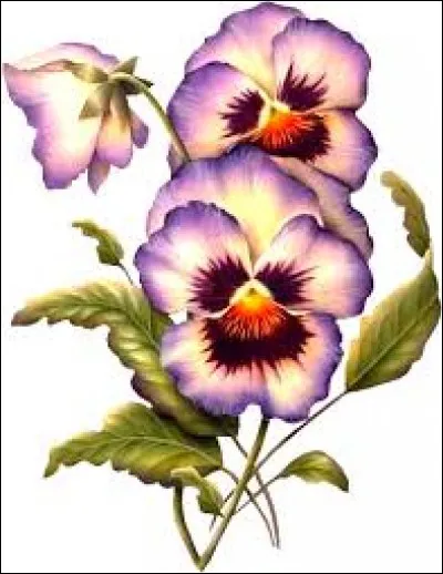 Ventre rebondi et gras :