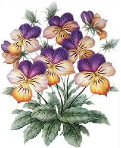 Sport de combat créé en URSS dans les années 1930, mélangeant la lutte et le judo :