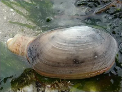 Découvrez le nom de ce mollusque bivalve comestible en insérant une de ces deux lettres dans le mot "me".