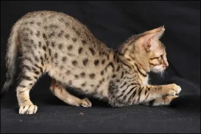 Quelle lettre faut-il insérer dans le mot "mu" pour obtenir le nom de cette race de chat originaire d'Égypte ?