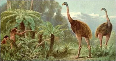 Cet oiseau géant de Nouvelle-Zélande s'est éteint il y a plusieurs siècles. En insérant une des ces deux lettres dans le mot "ma", vous aurez son nom.