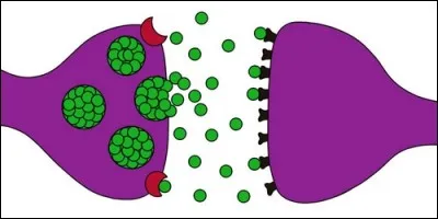 Comment appelle-t-on la zone où deux neurones sont en contact ?