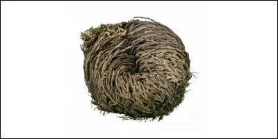 Comment s'appelle cette plante ?