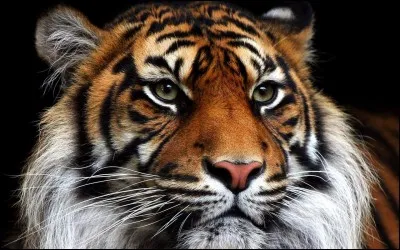 Quel est ton animal pr&eacute;f&eacute;r&eacute; ?