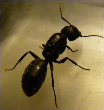 Les fourmis s'étirent au réveil.
