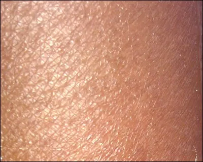 La peau de l'homme est la seule qui brûle au soleil.