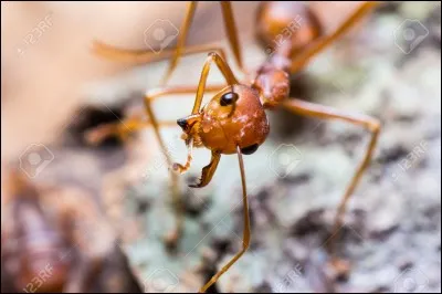 De quel côté tombe toujours une fourmi quand elle est empoisonnée?