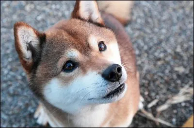 Les chiens possèdent des empreintes sur la truffe.