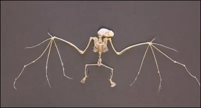 Les chauves-souris peuvent marcher.
