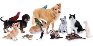 Quiz Animaux
