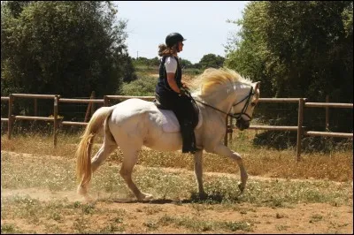 Quel est le nom de ce cheval ?