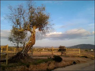 Combien d'oliviers peut-on admirer au "Ranch do Novo Mundo" ?