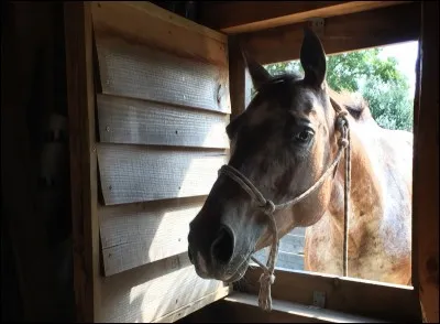 Quelle race de chevaux américains n'est pas encore présente au "Ranch do Novo Mundo" ?