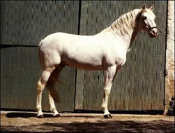 Quelle est cette race ?