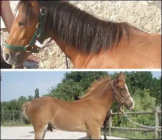 Quelle est cette race ?