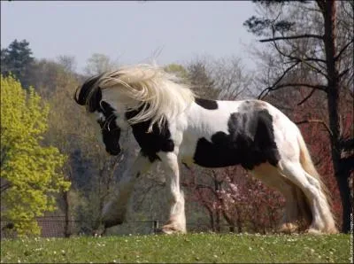 Quelle est cette race ?