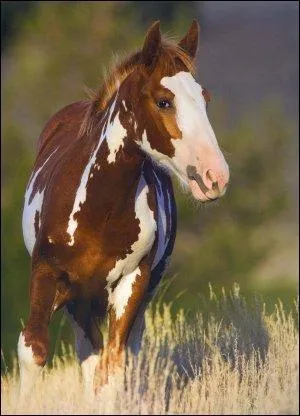 Quelle est cette race ?