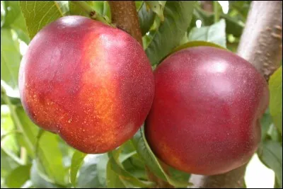 Quelle est la différence entre un brugnon et une nectarine ?