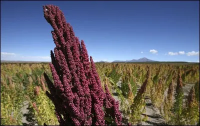 Q comme Quinoa. Deux pays produisent 99% du quinoa dans le monde : lesquels ?