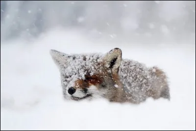 Faire la politique de ... !