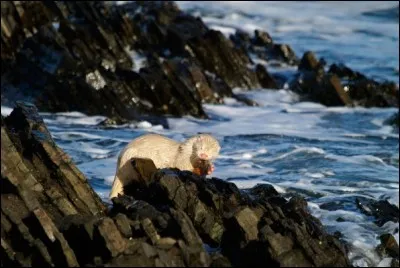 Tuer un âne à coups de ... !
