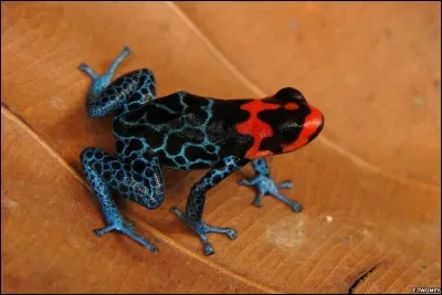 La main de ma soeur dans la ... d'un zouave !