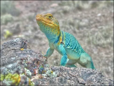 Tout ce qui brille n'est pas ... !