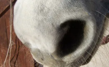 Quiz Galop 3