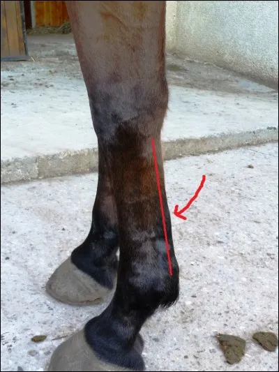 Comment s'appelle cette partie du membre ?